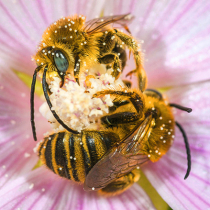 Im Fokus: Wildbienen