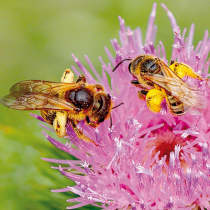 Wildbiene des Jahres 2018: Die Gelbbindige Furchenbiene