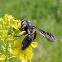 Wildbiene des Jahres 2019: Die Senf-Blauschillersandbiene
