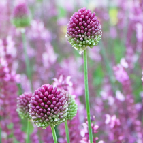 Zwiebelblumen für Wildbienen