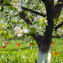 Obstgehölze für Wildbienen