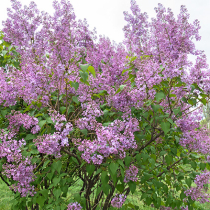 Höhere Gehölze für Wildbienen