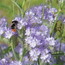 Einjährige Blütenpflanzen für Wildbienen