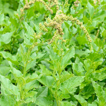 Gartenschätze: Guter Heinrich