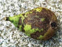 Birnen: Schorf