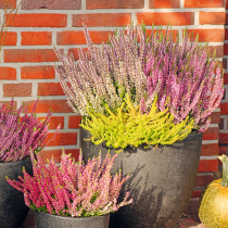 Bunte Knospen bis in den Winter Bunte Knospen bis in den Winter