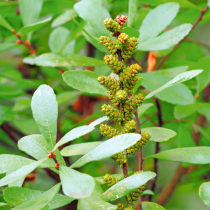 Gartenschätze: Gagelstrauch