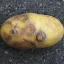 Kartoffeln: Sorten unterschiedlich anfällig gegen Viruserkrankung
