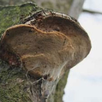 Obstbäume: Baumpilze bekämpfen ist sinnlos
