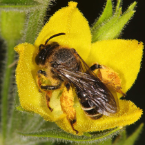 Wildbiene des Jahres 2020: Die Auen-Schenkelbiene