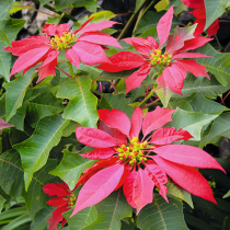 Weihnachtssterne übersommern