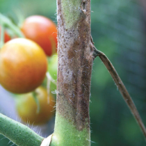 Wenn die Tomaten faulen ...