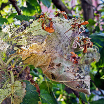 Obstbaumgespinstmotten bekämpfen