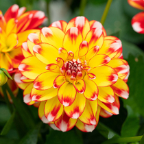 5 Blumen-Highlights für den Sommer