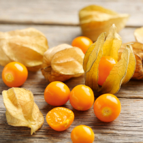 Physalis aus dem Garten