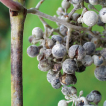 Wein: Echter Mehltau an Weinreben