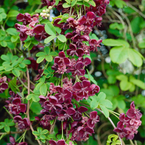 Gartenschätze: Schokoladenwein