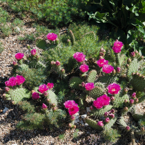 Ein Kakteenbeet im Garten