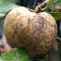 Apfelschorf bekämpfen