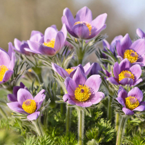 Trockenkünstler im Garten