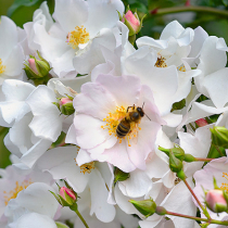 Insektenfreundliche Rosen Insektenfreundliche Rosen