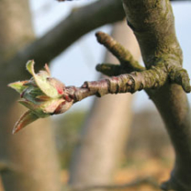 Pilzkrankheiten an Obstbäumen