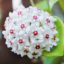 Zimmerpflanzen mit Duft