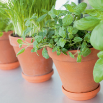 Küchenkräuter auf der Fensterbank