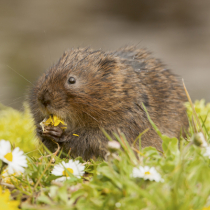 Wühlmäuse im Garten