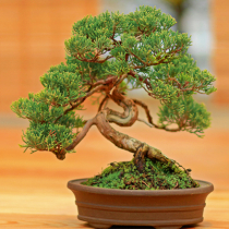 Einen Bonsai selbst ziehen