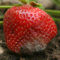 Grauschimmel an Erdbeeren