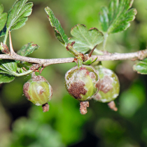 Echter Mehltau an Stachelbeeren
