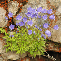 Glockenblumen für jede Ecke