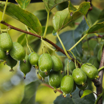 Kiwibeeren anbauen
