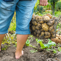 So bauen Sie Kartoffeln richtig an