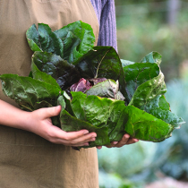 Radicchio und Co.