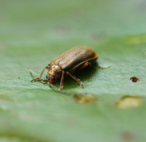 Blattkäfer an Seerosen