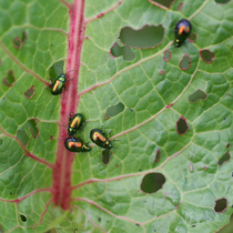 Schädlinge an Ampfer