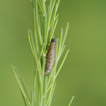 Schädlinge an Spargel