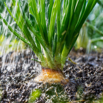 Gemüsebeet im Klimawandel