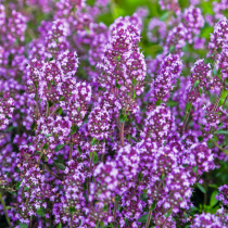 Thymianarten für den Garten