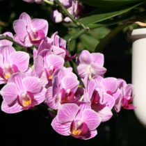 Schäden an Zimmer-Orchideen
