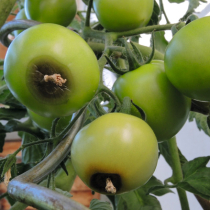 Kalziummangel bei Tomaten