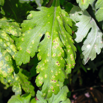 Weißem Chrysanthemenrost vorbeugen