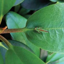 Die Rhododendronzikade ist ein hübscher ungebetener Gast