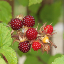 Die etwas anderen Brombeeren