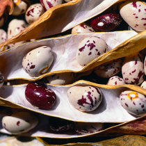 Borlotti-Bohnen anbauen