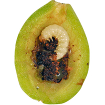 Pflanzenschutztipp: Pflaumensägewespen