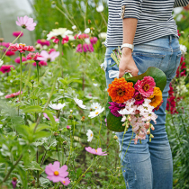Schnittblumen aus dem Garten