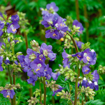 Gartenschätze: Himmelsleiter